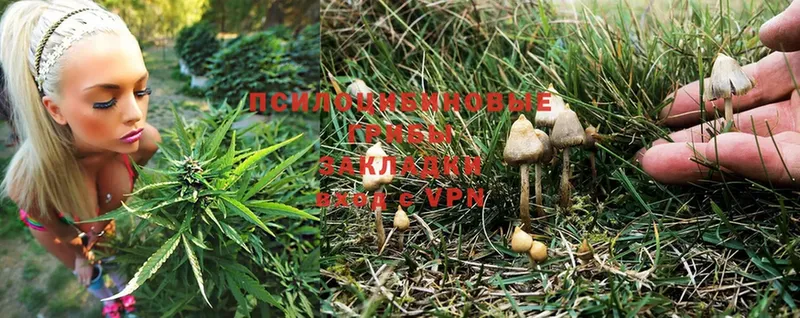 Галлюциногенные грибы Cubensis  Горбатов 